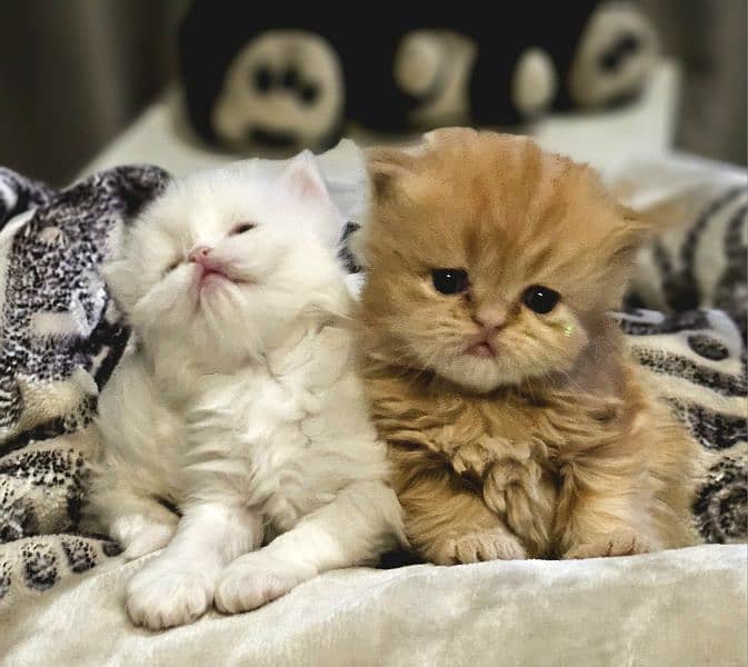 Triple Coat Big Fur  Pure Persian Potty Trained Kittens. 2