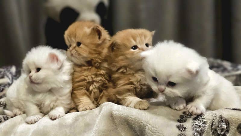 Triple Coat Big Fur  Pure Persian Potty Trained Kittens. 3