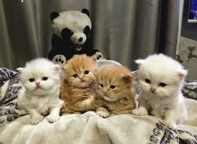 Triple Coat Big Fur  Pure Persian Potty Trained Kittens. 4