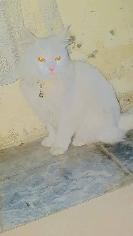 Persian cat 4 months age male cat 3 coat 0