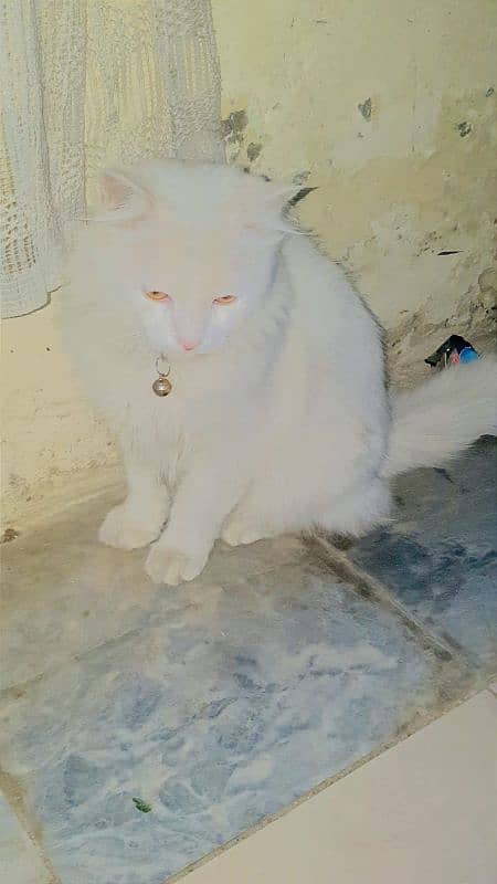 Persian cat 4 months age male cat 3 coat 1