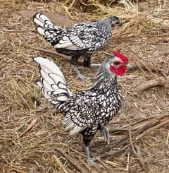 Silver sebright quality breeder pair with one female chick