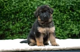 German Shepherd puppy| Long Coat puppies