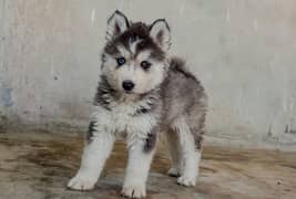 Pure Siberian Husky