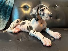 Top Quality Import Bloodline Great Dane puppies available 03493708871