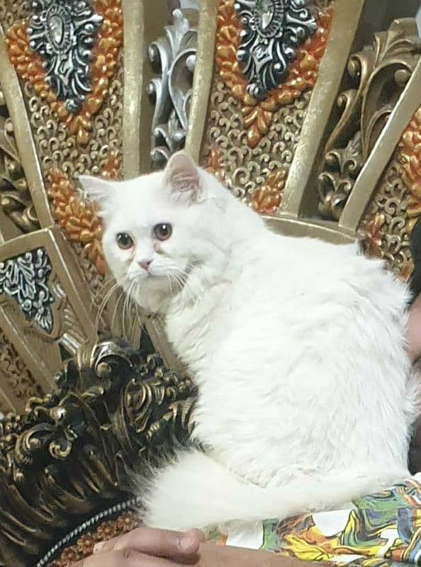 Persian cats 0