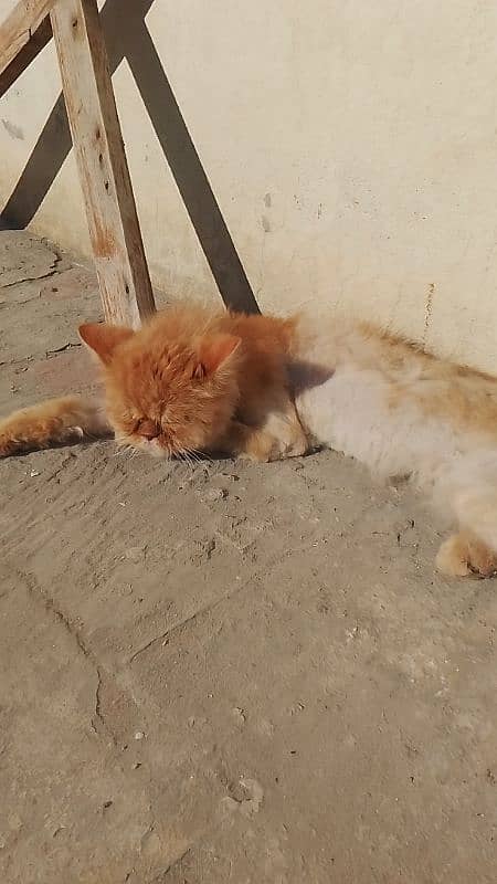 Beautiful Male cat Available for sale 03065552120 2