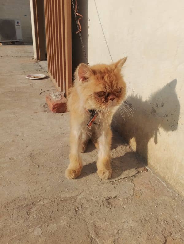 Beautiful Male cat Available for sale 03065552120 4