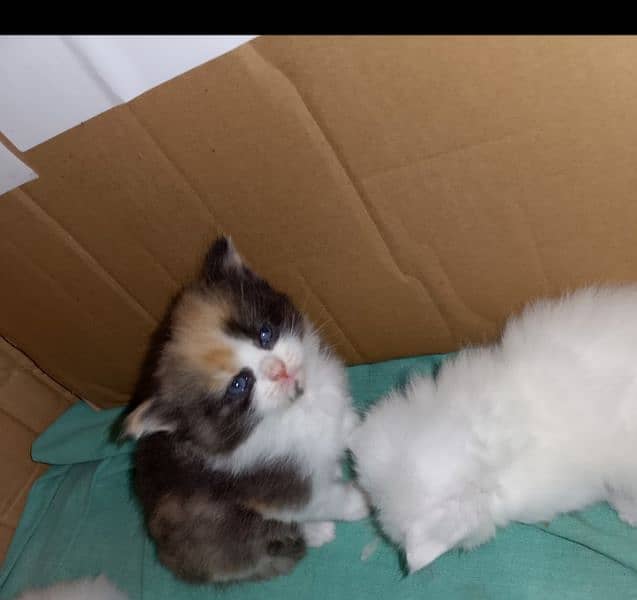 Persian kittens 0