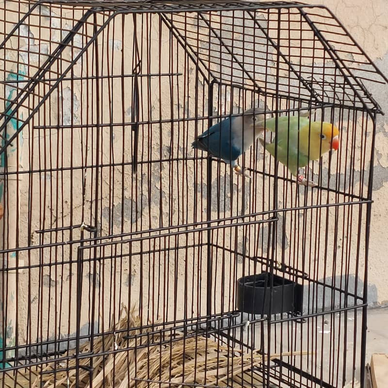 Lovebirds pair healthy and active 1