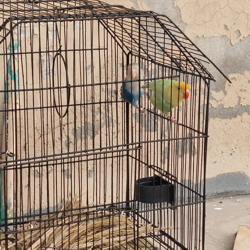 Lovebirds pair healthy and active 2