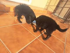 Black german shepherd puppies pair