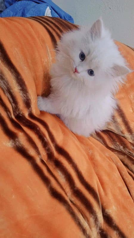 urgent three persian cats for sale 5