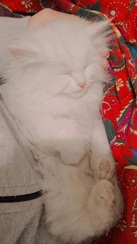 urgent three persian cats for sale 6