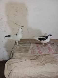 fancy pigeon what's app number 03174954168