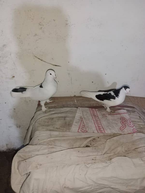 fancy pigeon what's app number 03174954168 0