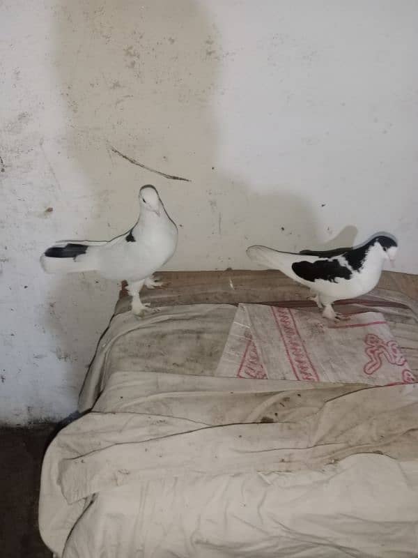 fancy pigeon what's app number 03174954168 1