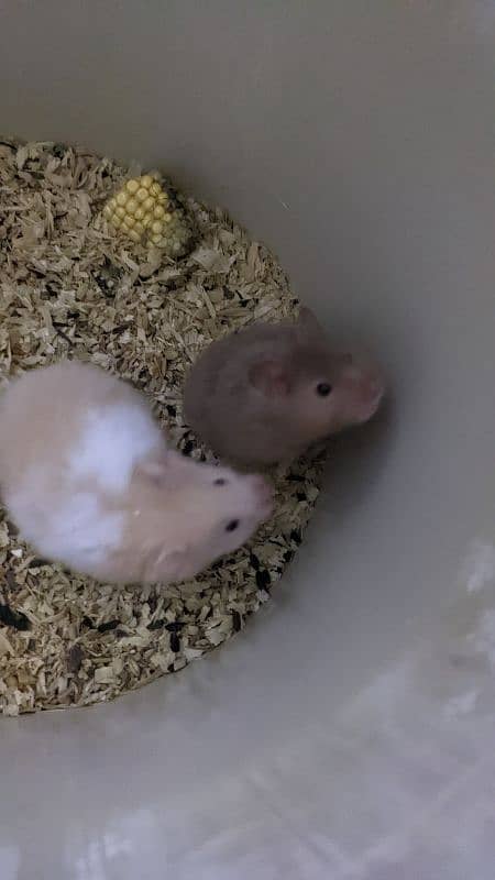 Guinea pig & Hamster available 1