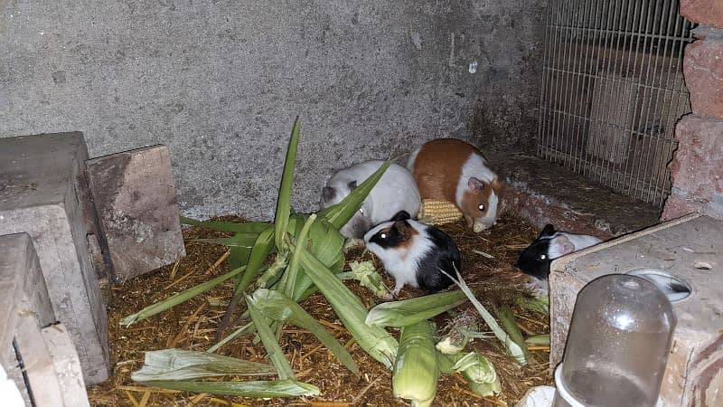 Guinea pig & Hamster available 4