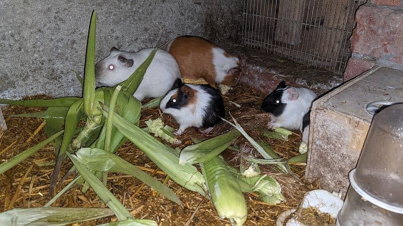 Guinea pig & Hamster available 5