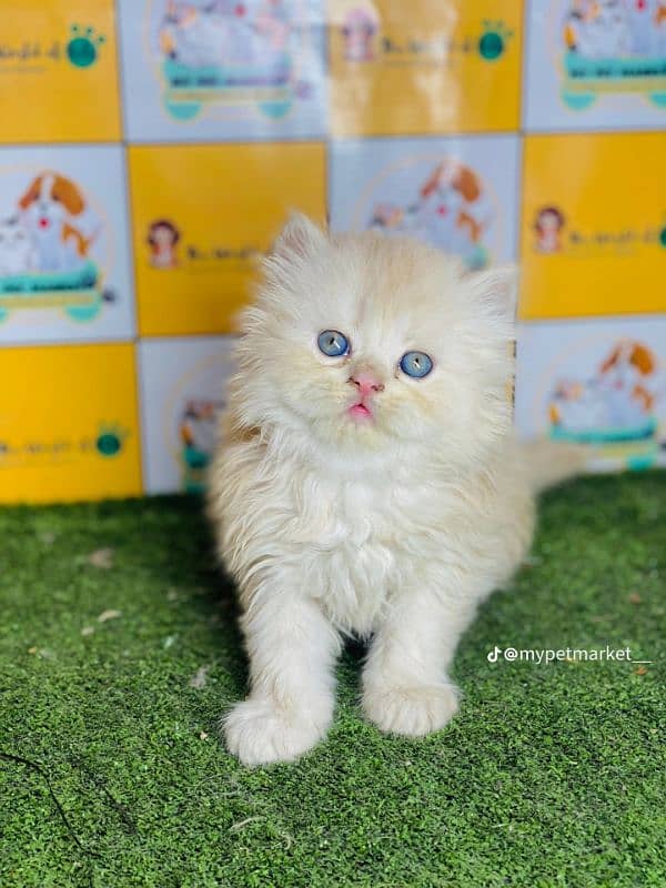 Cat Persian for sell blue eye| baby| kitten| 0333| 9519| 038| watsp Me 0