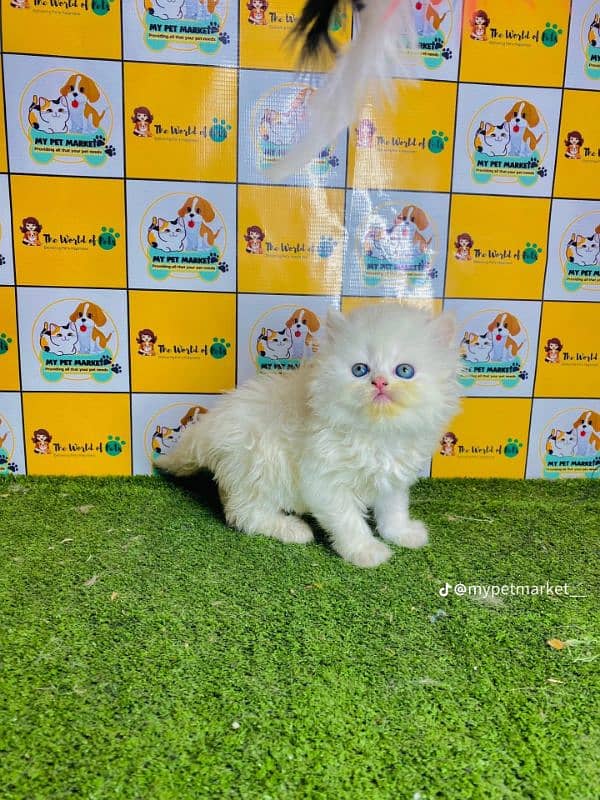 Cat Persian for sell blue eye| baby| kitten| 0333| 9519| 038| watsp Me 1