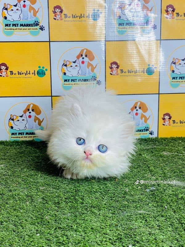 Cat Persian for sell blue eye| baby| kitten| 0333| 9519| 038| watsp Me 2