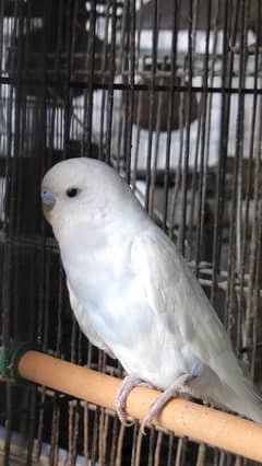 Show class Australian Budgies undersized ,normal red eyes and split