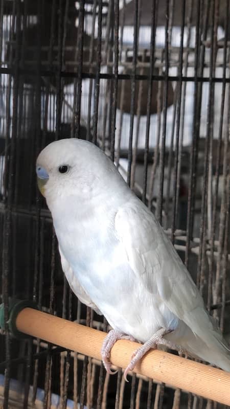 Show class Australian Budgies undersized ,normal red eyes and split 0