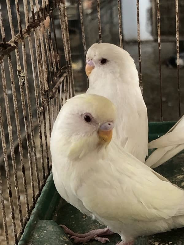 Show class Australian Budgies undersized ,normal red eyes and split 1