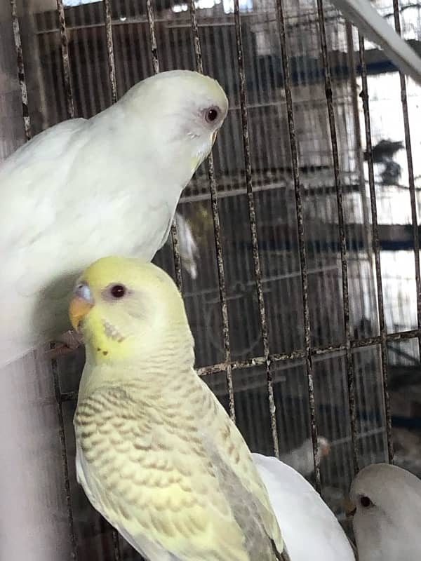 Show class Australian Budgies undersized ,normal red eyes and split 2