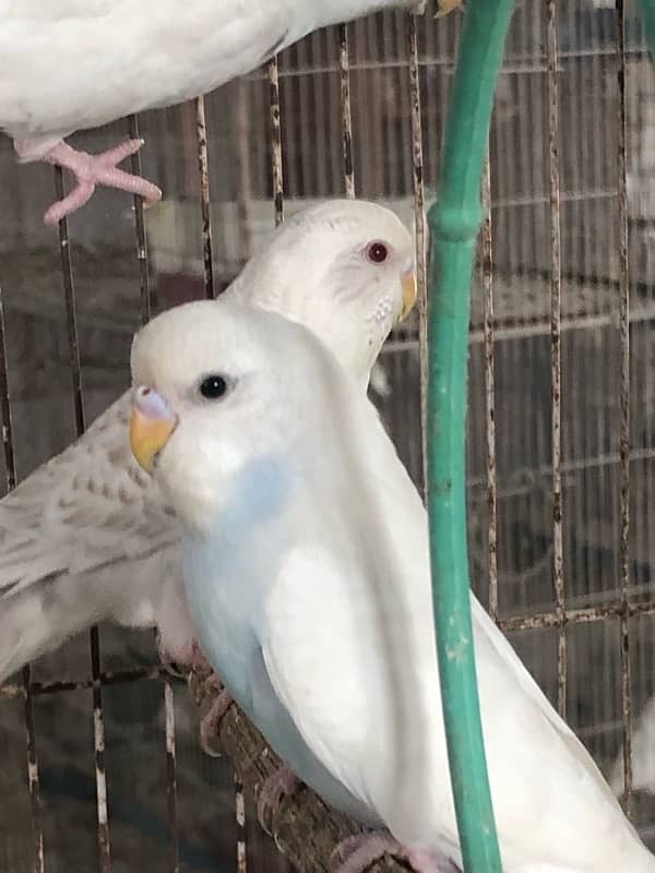 Show class Australian Budgies undersized ,normal red eyes and split 3