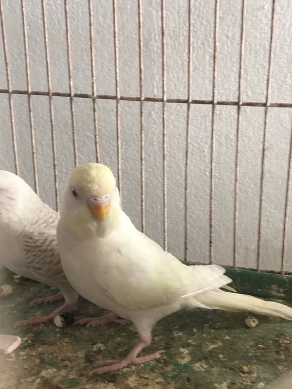 Show class Australian Budgies undersized ,normal red eyes and split 4