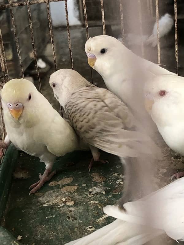 Show class Australian Budgies undersized ,normal red eyes and split 5