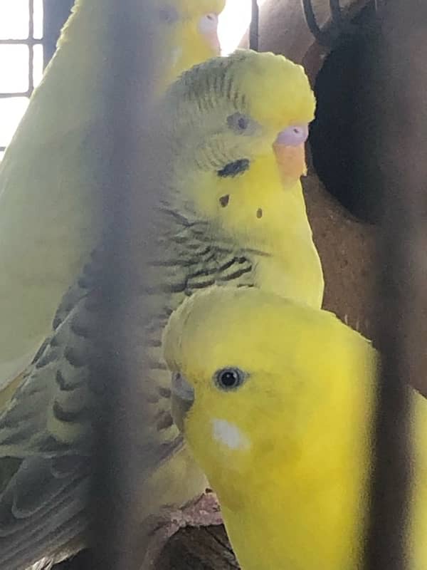 Show class Australian Budgies undersized ,normal red eyes and split 6