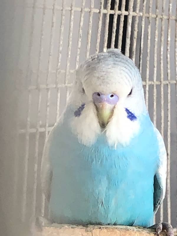 Show class Australian Budgies undersized ,normal red eyes and split 7