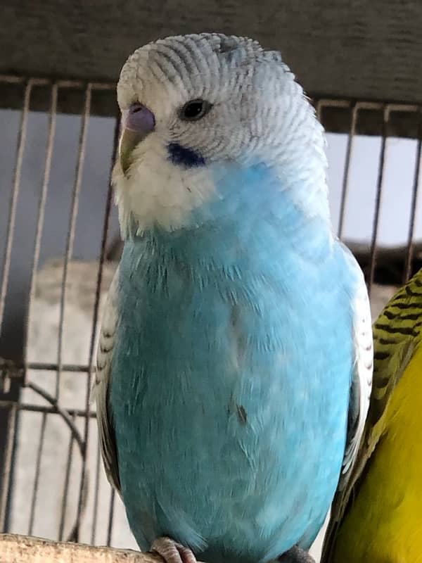 Show class Australian Budgies undersized ,normal red eyes and split 8