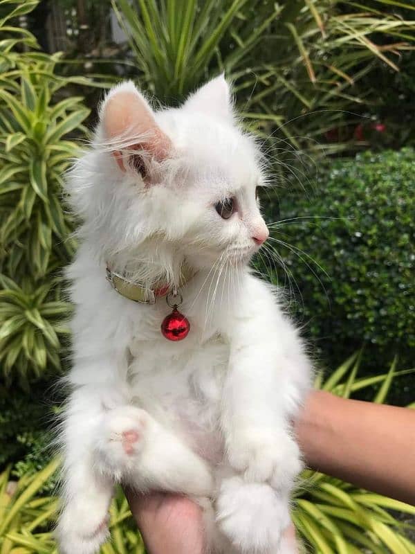 Cat Persian for sell blue eye| baby| kitten| 0333| 9519| 038| watsp Me 0