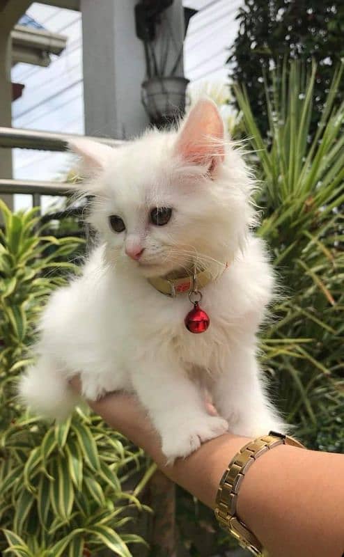 Cat Persian for sell blue eye| baby| kitten| 0333| 9519| 038| watsp Me 1