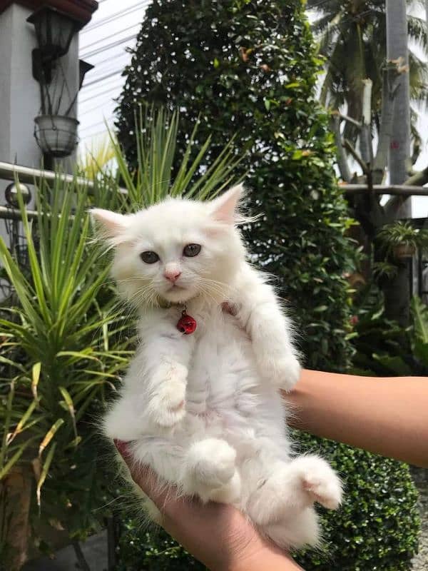 Cat Persian for sell blue eye| baby| kitten| 0333| 9519| 038| watsp Me 2