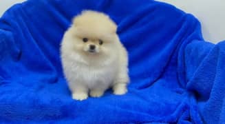 Pomeranian puppy