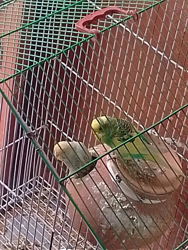 love birds pair breeder or Australian 3