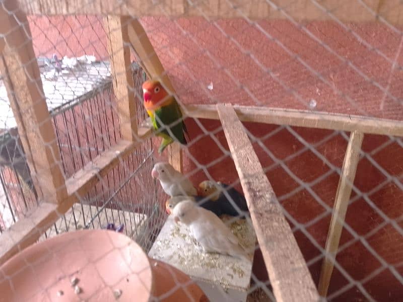 love birds pair breeder or Australian 8