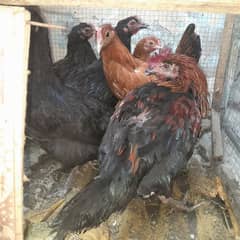 5 murgi for sale