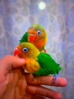 love birds chicks