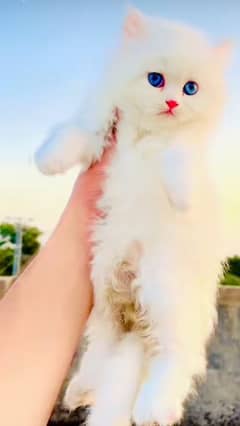 Cat Persian for sell blue eye| baby| kitten| 0333| 9519| 038| watsp Me