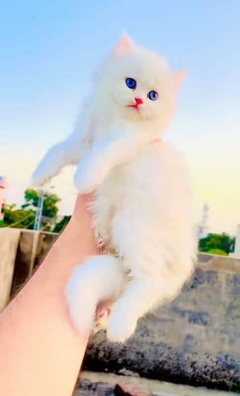 Cat Persian for sell blue eye| baby| kitten| 0333| 9519| 038| watsp Me 1