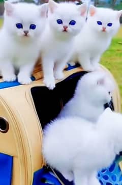 Cat Persian for sell blue eye| baby| kitten| 0333| 9519| 038| watsp Me