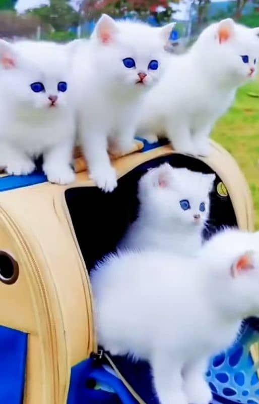 Cat Persian for sell blue eye| baby| kitten| 0333| 9519| 038| watsp Me 1