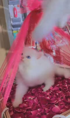 Cat Persian for sell blue eye| baby| kitten| 0333| 9519| 038| watsp Me